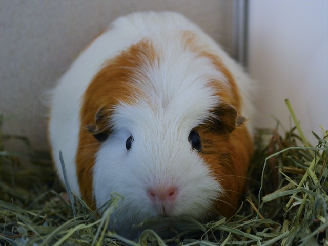 Honey - Female - Guinea Pig
