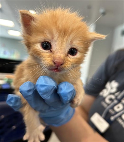 Archie - Male - Domestic SH
