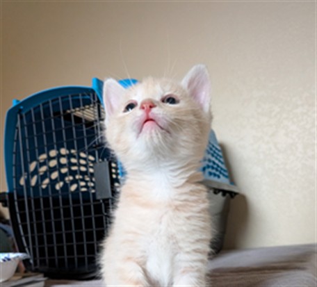 Pip - Male - Domestic SH