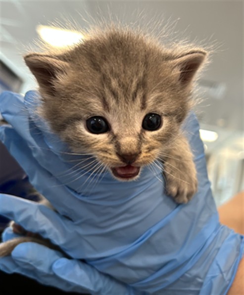 Arlo - Male - Domestic SH