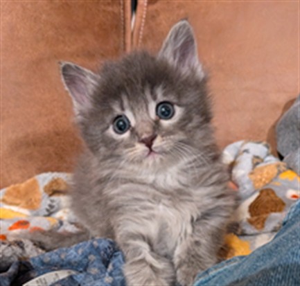 Lucy - Female - Domestic MH