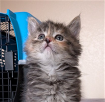Momo - Female - Domestic MH