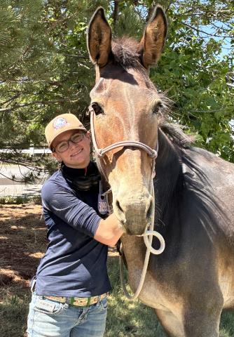 Dolly - Female - Mule
