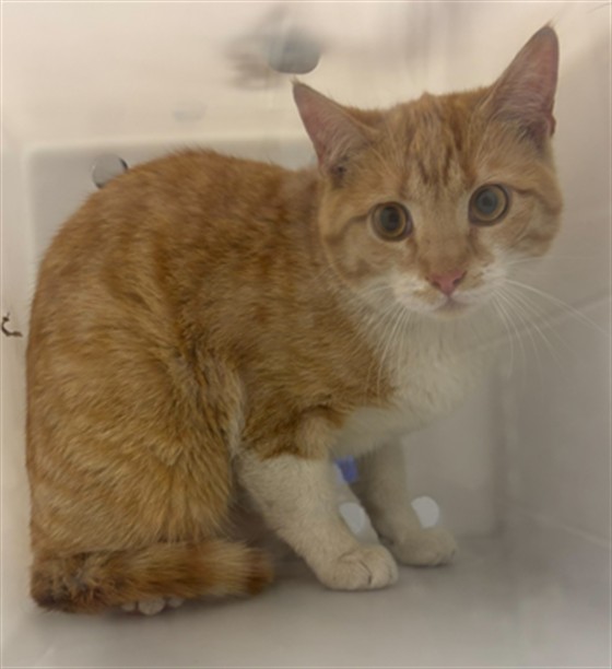  - Female - Domestic SH