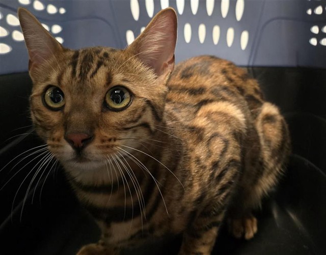 - Female - Bengal