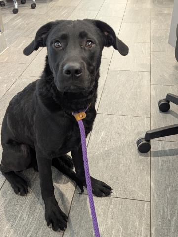 Chicken - Male - Labrador Retriever
