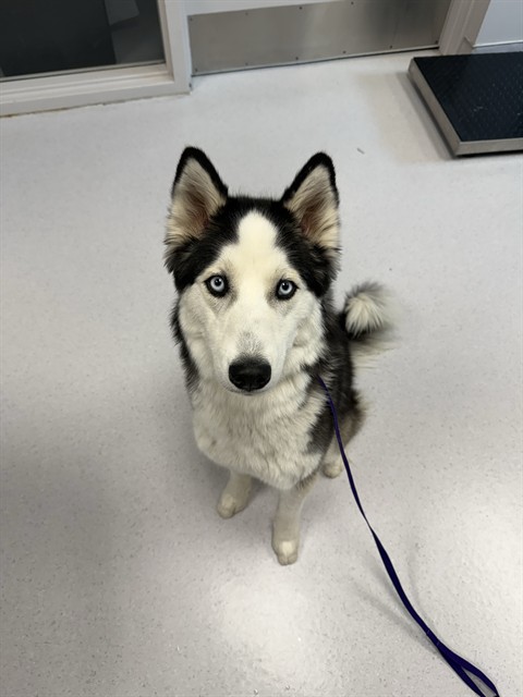  - Female - Siberian Husky