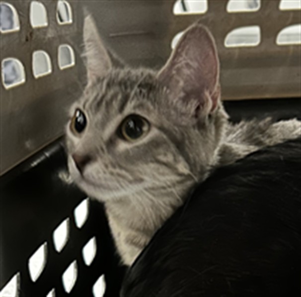 Quicksilver - Unknown - Domestic SH