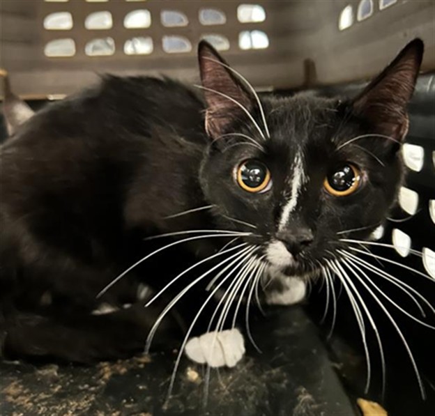  - Female - Domestic SH