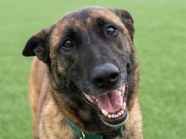 Sasha - Female - Belgian Malinois