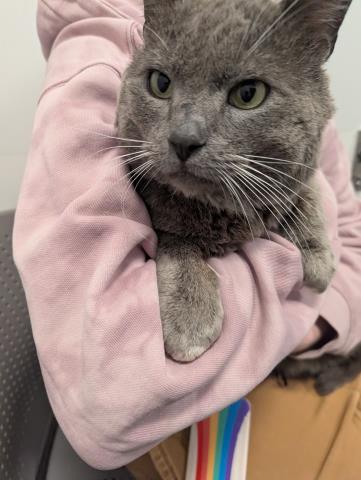 Beef Stew - Male - Domestic SH