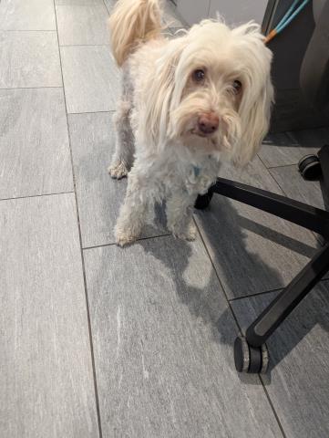  - Male - Miniature Poodle