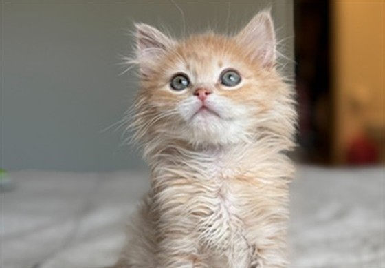 Turnip - Male - Domestic SH