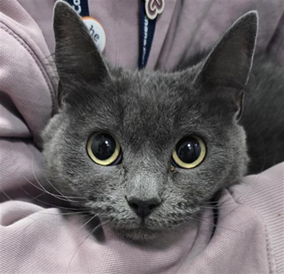 Brimstone - Female - Domestic SH