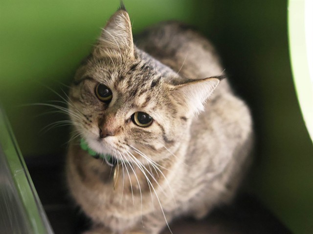 Zuko - Female - Domestic SH