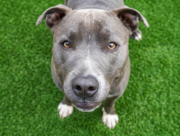 Kaila - Female - Pit Bull-Mix