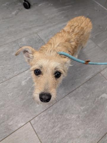 Betty - Female - Terrier-Mix