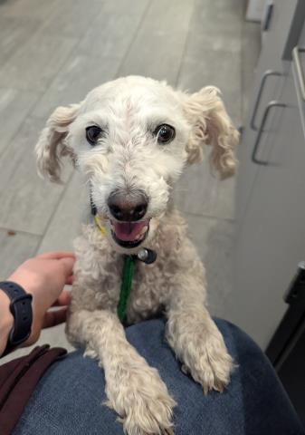  - Male - Miniature Poodle-Mix
