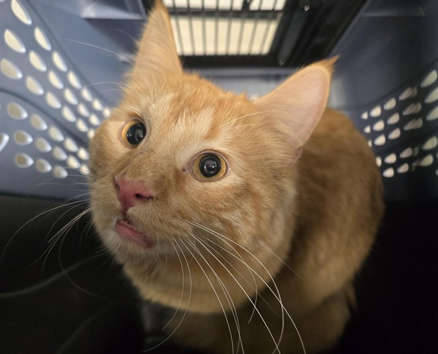 Barty Bigmac - Male - Domestic MH
