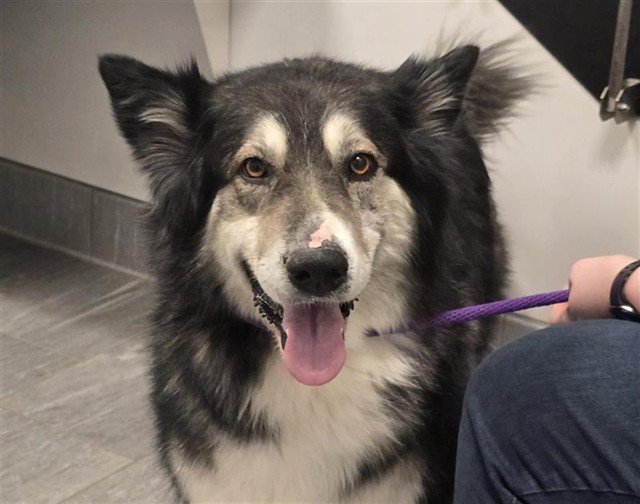  - Female - Siberian Husky