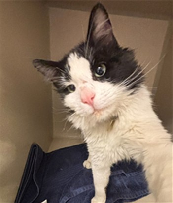  - Male - Domestic MH