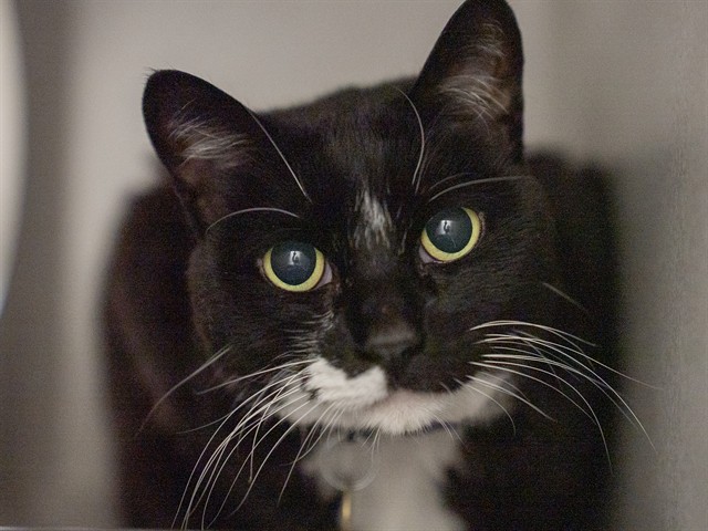Sylvester - Male - Domestic SH