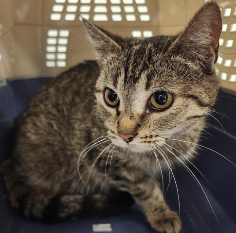 Mama - Female - Domestic MH
