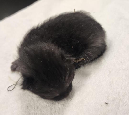 Bleu - Female - Domestic MH