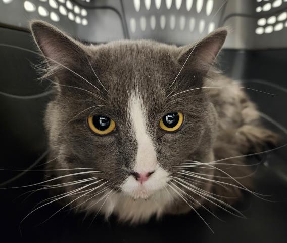  - Male - Domestic LH