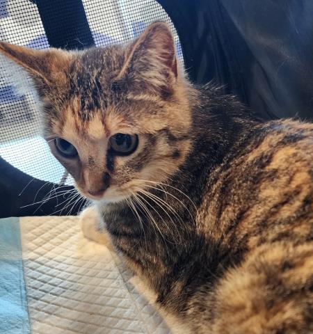  - Female - Domestic SH