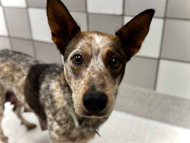 Bailey - Female - Australian Cattle Dog