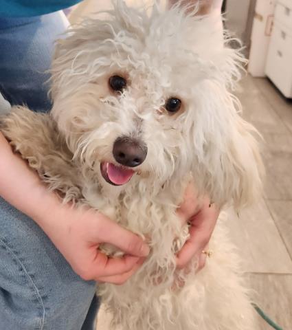  - Female - Miniature Poodle-Mix