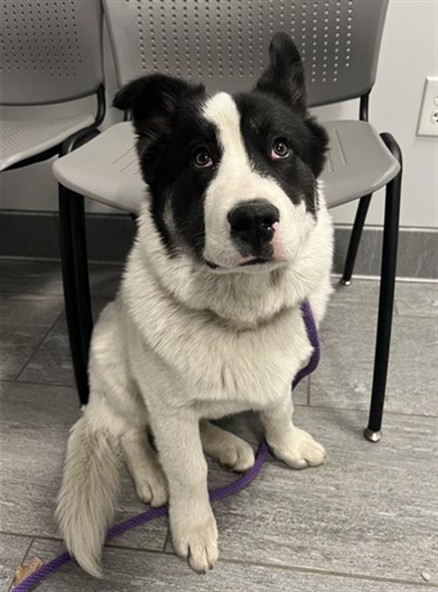 Bamboozle - Male - Nonspecific