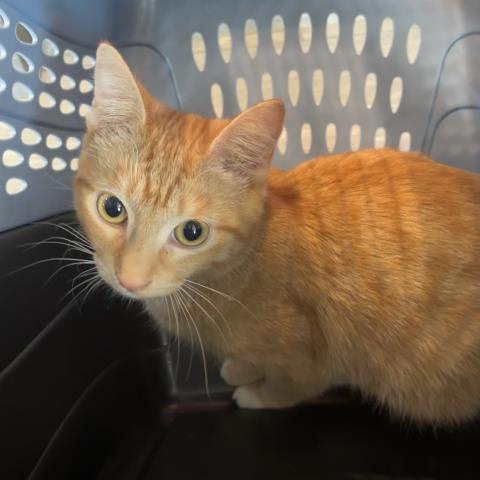  - Male - Domestic SH