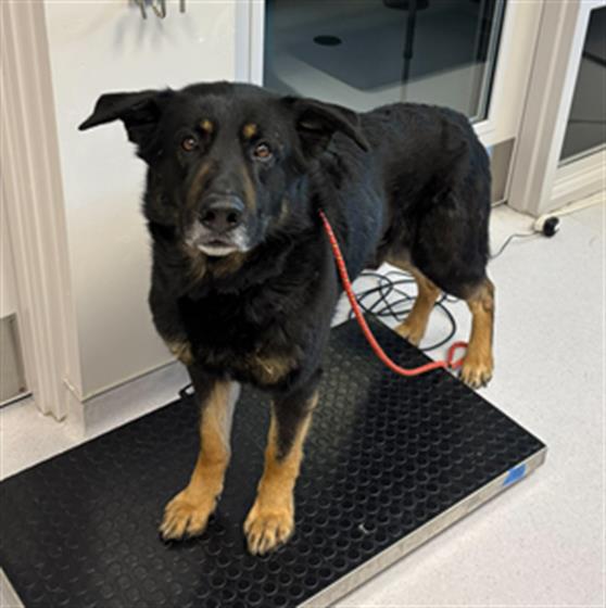  - Male - German Shepherd
