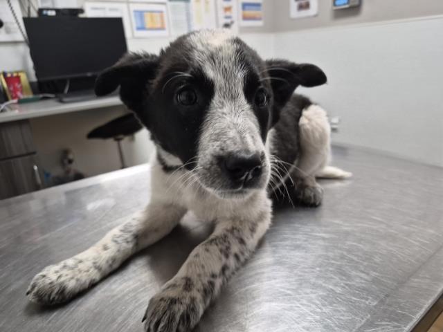  - Female - Australian Cattle Dog-Mix