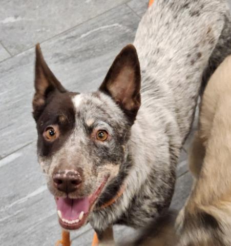 Penny - Female - Australian Cattle Dog