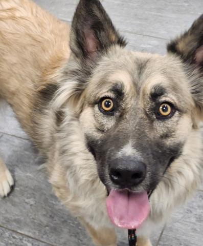 Dakota - Female - German Shepherd-Mix