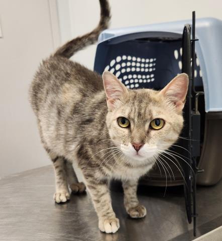  - Female - Domestic SH