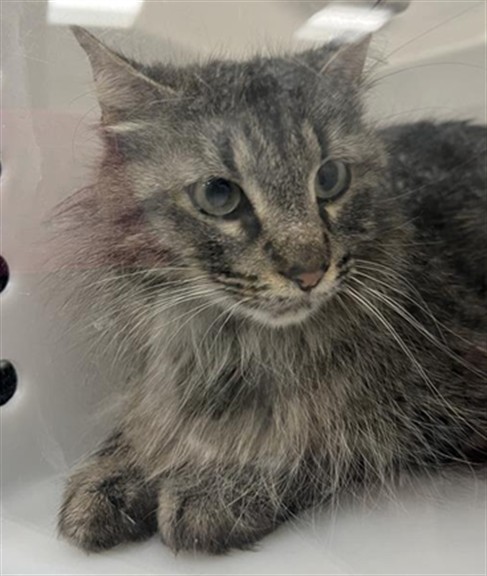  - Female - Domestic MH