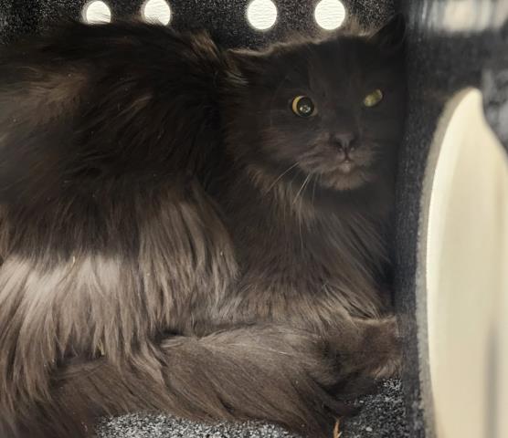  - Female - Domestic LH