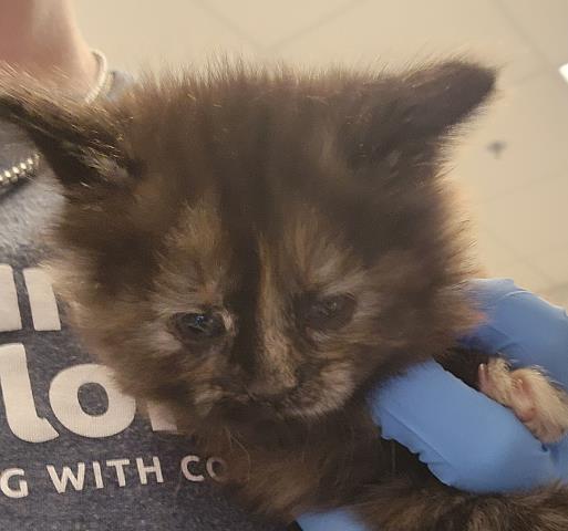  - Female - Domestic LH