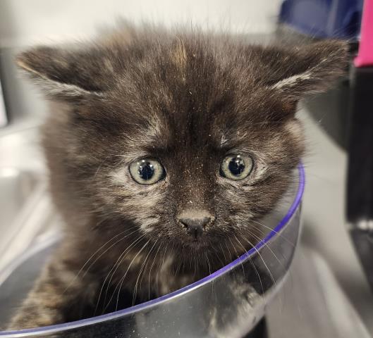  - Female - Domestic LH