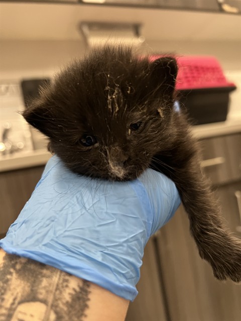  - Male - Domestic SH