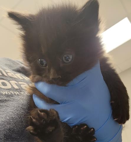  - Male - Domestic LH