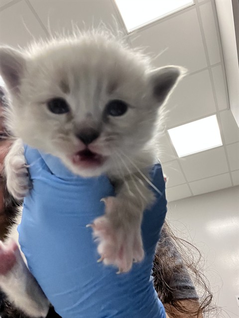  - Male - Domestic MH