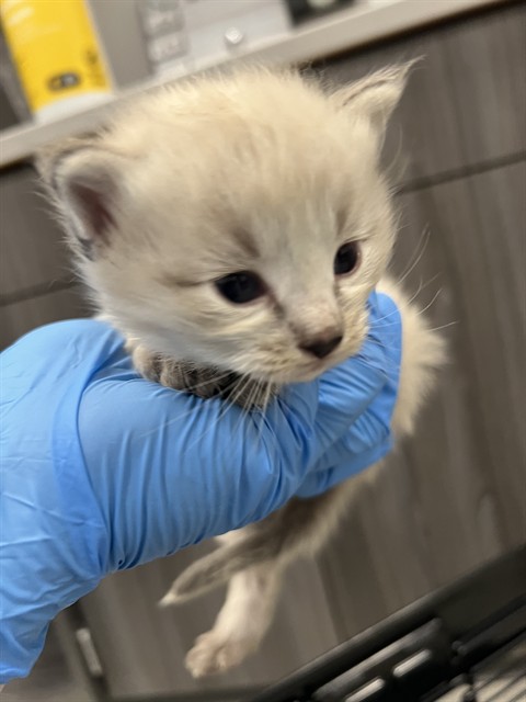  - Female - Domestic MH