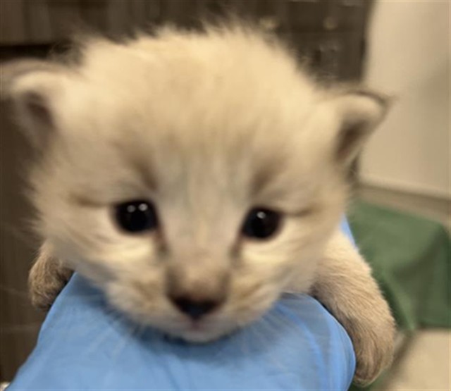  - Male - Domestic SH