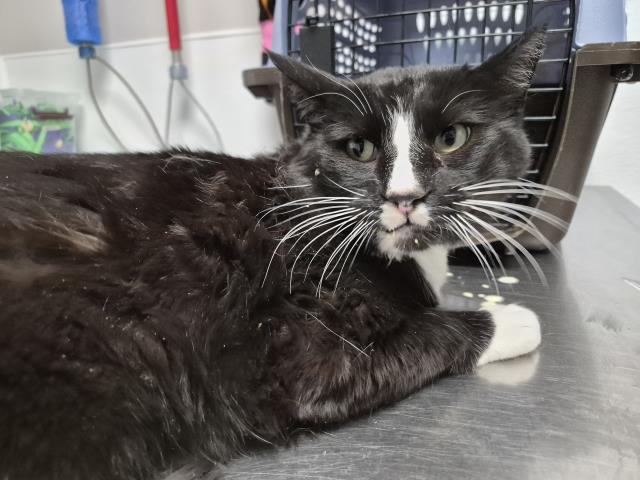 Charlie - Male - Domestic SH