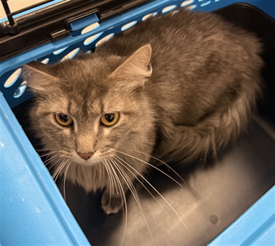  - Female - Domestic MH